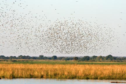 queleas swarm